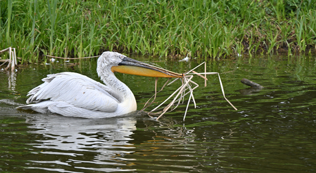 Tussen Riet en Rimpeling