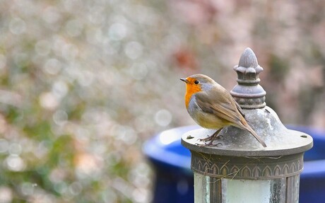Sparkling Robin