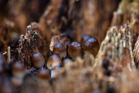 Kleine paddenstoeltjes