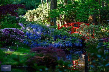 Japanse tuin op z'n mooist