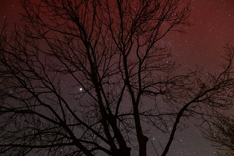 Noorderlicht door de takken van de boom.