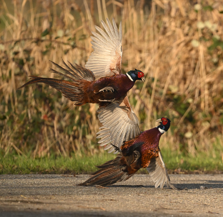 Fazanten gevecht