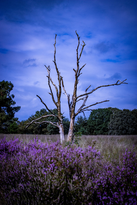 Lonely tree