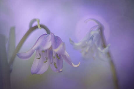 Purple bells