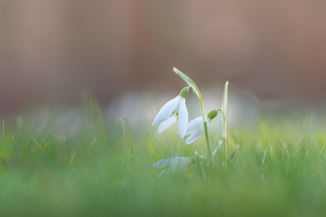 De lente komt eraan (1)