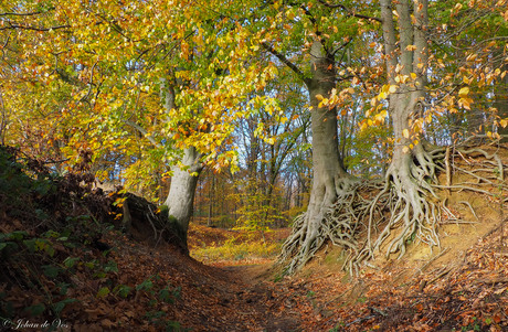 Bomen bij de Lochemse berg