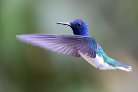 Vliegende kolibrie met felle kleurenin het nevelbos