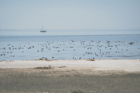 Ameland