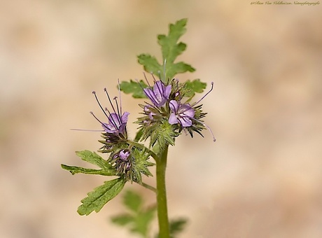 Wilde natuurschoonheid