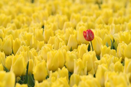 Dare te be different