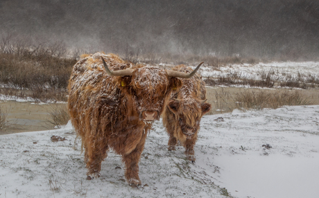 Sneeuwstorm