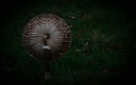 Topzwaar maar zo mooi! 