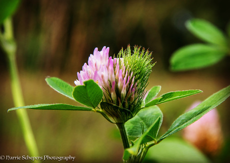 Bloemetje in Bargerveen 