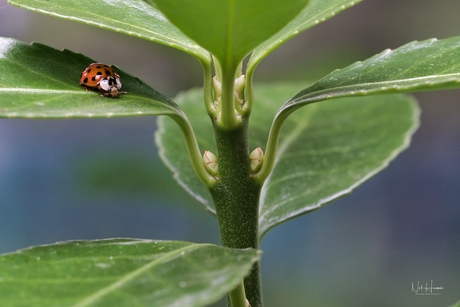 "Ladybug"