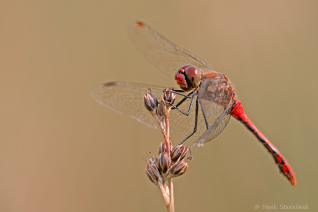 Bloedrode heidelibel