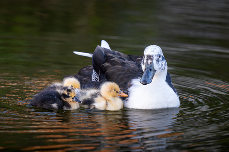 Kuikens 