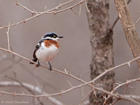 Chinspot batis