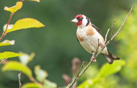 Vink