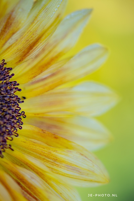 Happy Flower