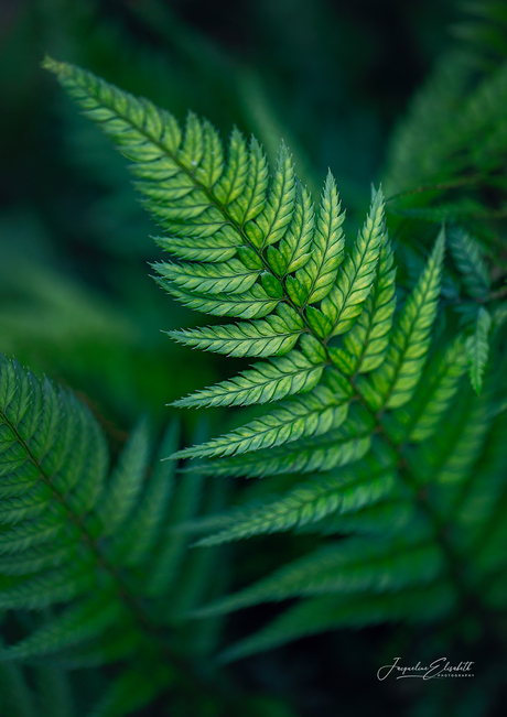 Green is the color of quiet miracles.