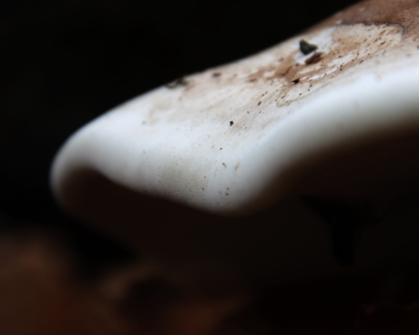 Close-up van een paddenstoel