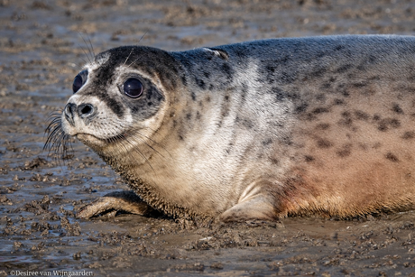 Vrijlating zeehondjes door A Seal Stellendam