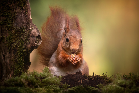 Eekhoorn met nootje