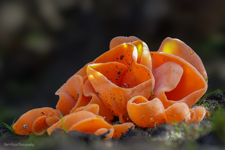 Grote oranje bekerzwam