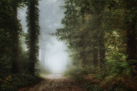 Sfeertje in het bos.