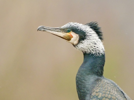 Aalscholver in broedkleed