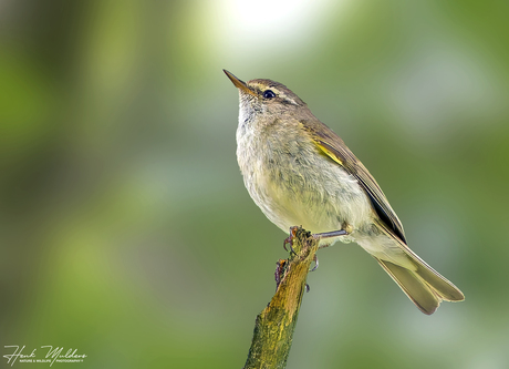 Tjiftjaf - Chifchaf (Phylloscopus collybita)