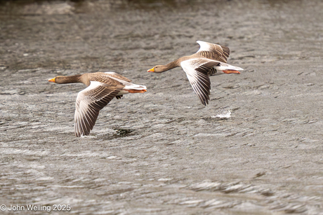 Wandelen in het park