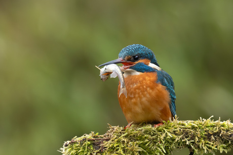 IJsvogel met visje