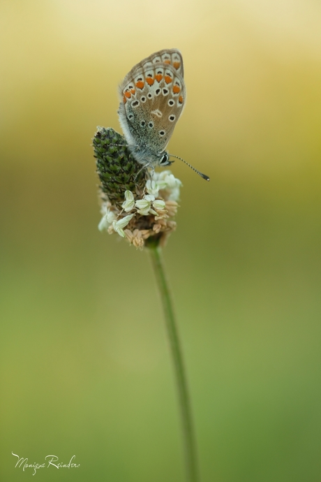 Icarus blauwtje