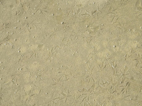 flamingo footprints 