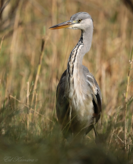 Blauwe Reiger