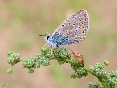 Het Icarusblauwtje en de wants.