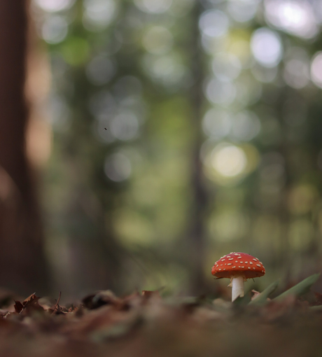 Autumn vibes 🍄🍁🍂