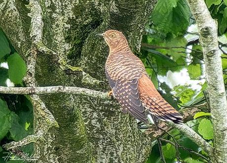 Koekoek (Cuculus canorus)