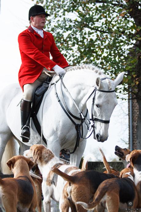 ruiter paard en honden