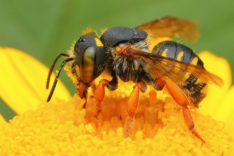 Tweelobbige wolbij