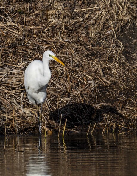 zilverreiger aan de waterkant