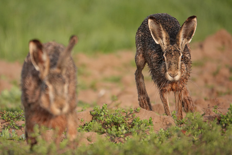 Soms komen ze erg dichtbij