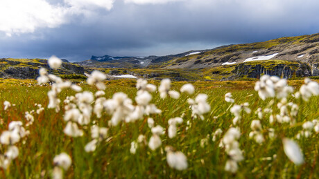 Aurlandsflellet