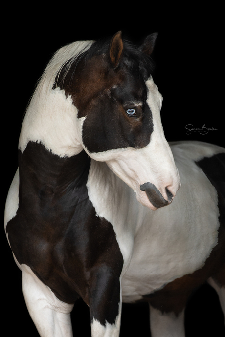 Paint hengst