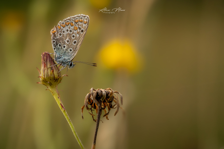 Icarus blauwtje