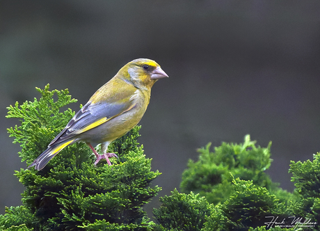 Groenling - Greenfinch (Chloris chloris)