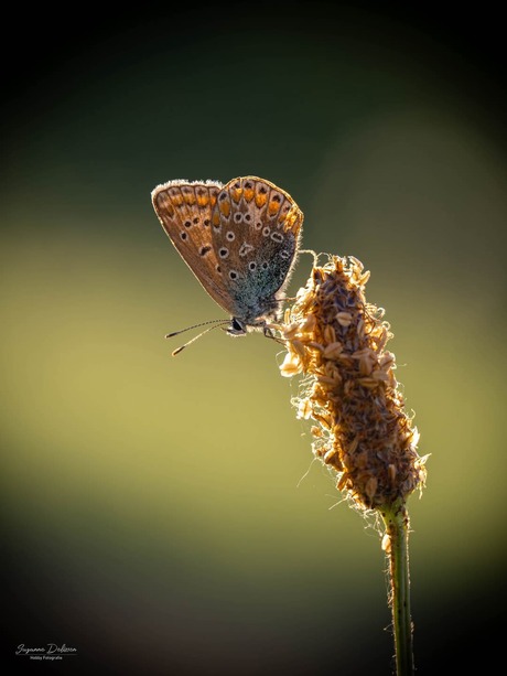 Vlinderpracht