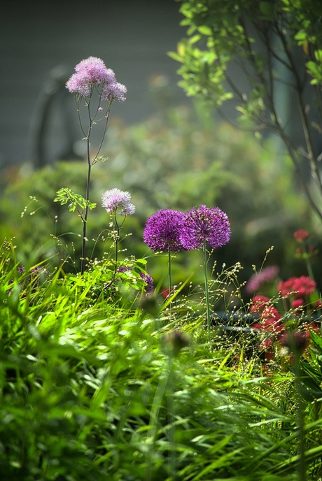 Alliums en Thalictrum 