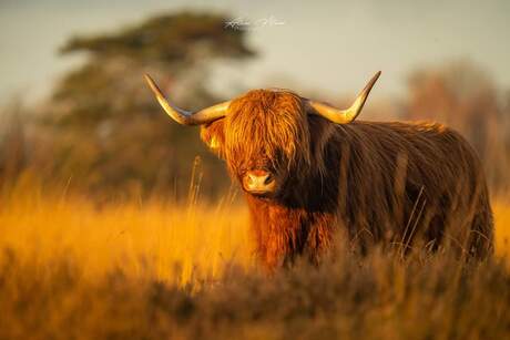 Schotse hooglander in warm ochtendlicht 